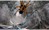 Spider_jump